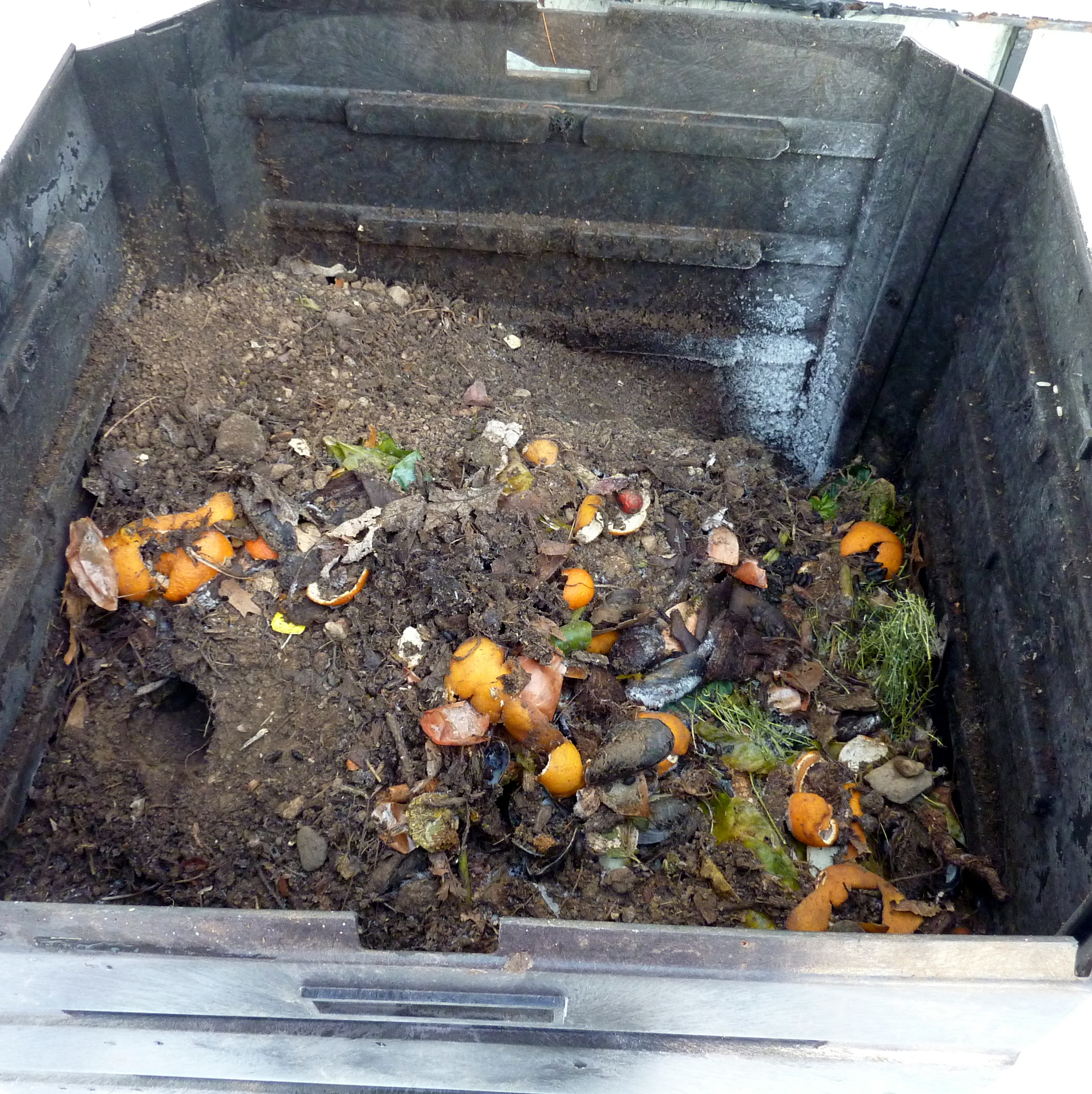 Care and Feeding of Your Compost Rat | Voice of the Turtle